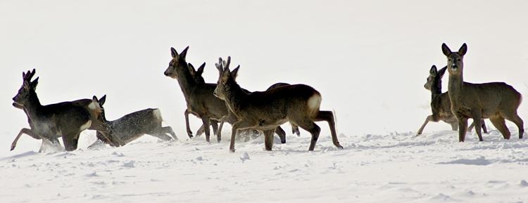 Sarny w zimie mają trudności z dostępem do żeru (fot. Jerzy Majdan).