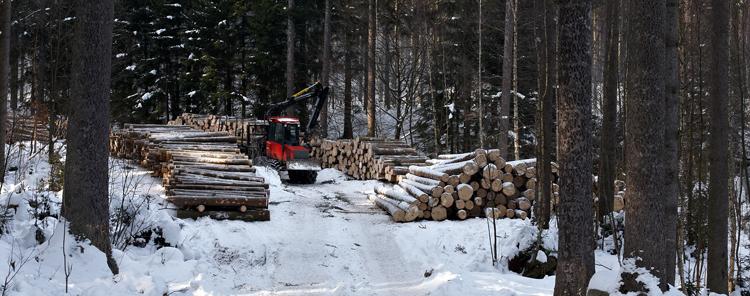 Zrywka i składowanie pozyskanego drewna przy drodze wywozowej (fot. Jerzy Majdan)