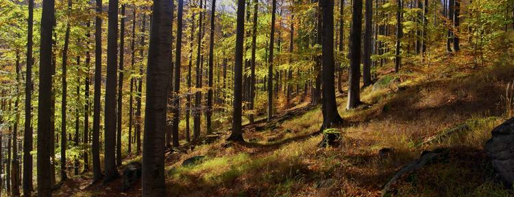 Drzewostan bukowy na siedlisku lasu górskiego świeżego (fot. Jerzy Majdan)